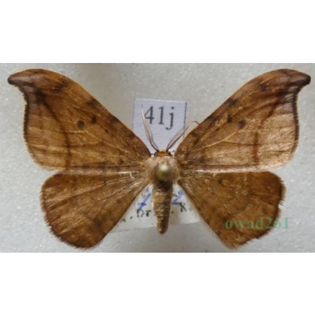 Drepana curvatula (Borkhausen, 1790) male Wycinka zakrzywica Czech41j
